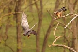 Kobczyk zwyczajny - Falco vespertinus - Red-footed Falcon