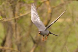 Kobczyk zwyczajny - Falco vespertinus - Red-footed Falcon