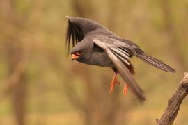 Kobczyk zwyczajny - Falco vespertinus - Red-footed Falcon