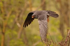 Kobczyk zwyczajny - Falco vespertinus - Red-footed Falcon