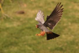 Kobczyk zwyczajny - Falco vespertinus - Red-footed Falcon