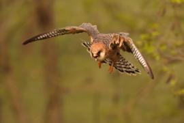 Kobczyk zwyczajny - Falco vespertinus - Red-footed Falcon