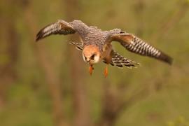 Kobczyk zwyczajny - Falco vespertinus - Red-footed Falcon