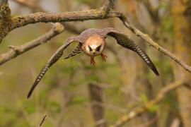 Kobczyk zwyczajny - Falco vespertinus - Red-footed Falcon