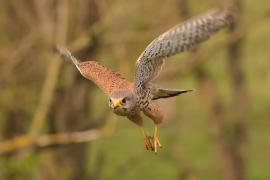 Pustułka zwyczajna - Falco tinnunculus - Common Kestrel