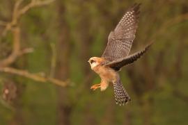 Kobczyk zwyczajny - Falco vespertinus - Red-footed Falcon