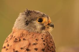 Pustułka zwyczajna - Falco tinnunculus - Common Kestrel