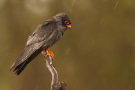 Kobczyk zwyczajny - Falco vespertinus - Red-footed Falcon