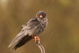 Kobczyk zwyczajny - Falco vespertinus - Red-footed Falcon