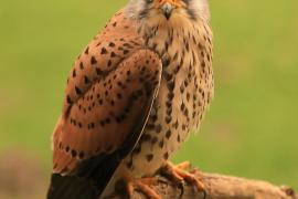 Pustułka zwyczajna - Falco tinnunculus - Common Kestrel