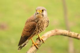 Pustułka zwyczajna - Falco tinnunculus - Common Kestrel