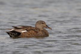 Krakwa - Mareca strepera - Gadwall
