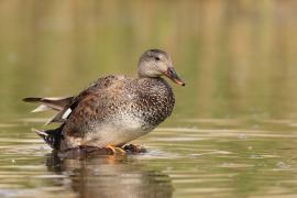 Krakwa - Mareca strepera - Gadwall