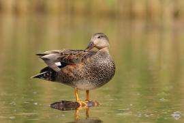 Krakwa - Mareca strepera - Gadwall
