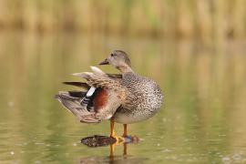 Krakwa - Mareca strepera - Gadwall
