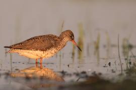 Krwawodziób - Tringa totanus - Common Redshank