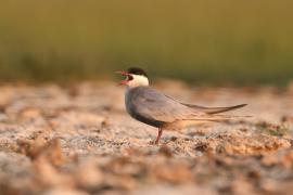 Rybitwa białowąsa - Chlidonias hybrida - Whiskered Tern