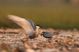 Rybitwa białowąsa - Chlidonias hybrida - Whiskered Tern