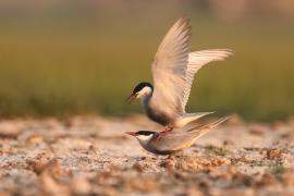Rybitwa białowąsa - Chlidonias hybrida - Whiskered Tern