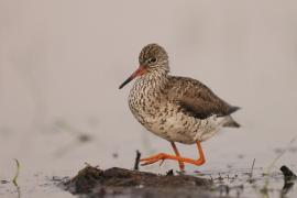 Krwawodziób - Tringa totanus - Common Redshank