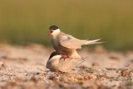 Rybitwa białowąsa - Chlidonias hybrida - Whiskered Tern