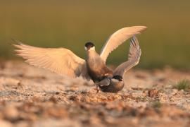 Rybitwa białowąsa - Chlidonias hybrida - Whiskered Tern