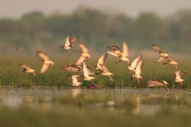 Batalion - Calidris pugnax - Ruff