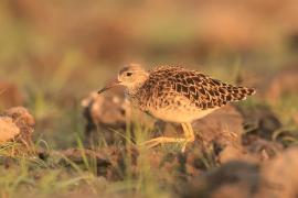 Batalion - Calidris pugnax - Ruff