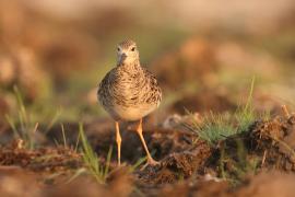 Batalion - Calidris pugnax - Ruff