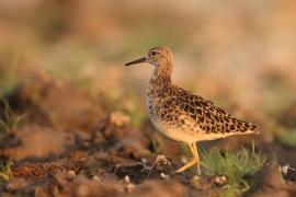 Batalion - Calidris pugnax - Ruff