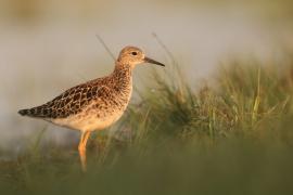 Batalion - Calidris pugnax - Ruff