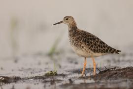 Batalion - Calidris pugnax - Ruff