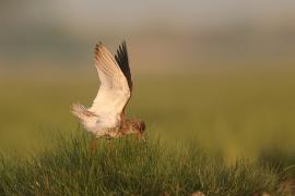Krwawodziób - Tringa totanus - Common Redshank