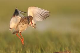 Krwawodziób - Tringa totanus - Common Redshank