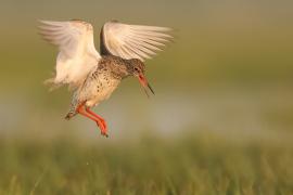 Krwawodziób - Tringa totanus - Common Redshank