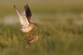Krwawodziób - Tringa totanus - Common Redshank