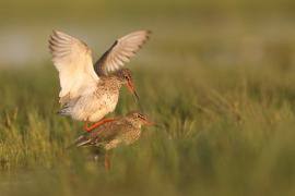 Krwawodziób - Tringa totanus - Common Redshank