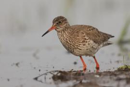 Krwawodziób - Tringa totanus - Common Redshank