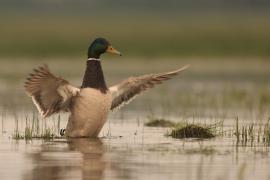 Krzyżówka - Anas platyrhynchos - Mallard