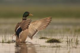 Krzyżówka - Anas platyrhynchos - Mallard