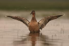 Krzyżówka - Anas platyrhynchos - Mallard