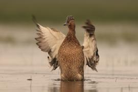 Krzyżówka - Anas platyrhynchos - Mallard