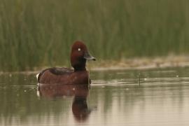 Podgorzałka - Aythya nyroca - Ferruginous Pochard