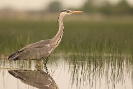 Czapla siwa - Ardea cinerea -Grey Heron