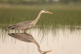 Czapla siwa - Ardea cinerea -Grey Heron