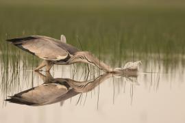 Czapla siwa - Ardea cinerea -Grey Heron