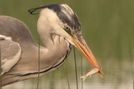Czapla siwa - Ardea cinerea -Grey HeronCzapla siwa - Ardea cinerea -Grey Heron