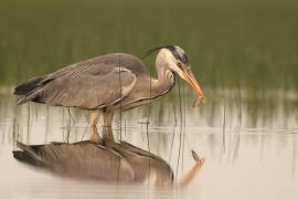 Czapla siwa - Ardea cinerea -Grey Heron