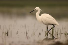 Czapla nadobna - Egretta garzetta - Little Egret
