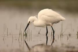 Czapla nadobna - Egretta garzetta - Little Egret